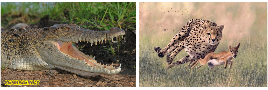 الحصول على الغذاء من أسباب سلوك الحيوانات الحصول على الغذاء من أسباب سلوك الحيوانات